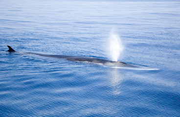 Fototapeta premium baleine