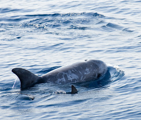 dauphins © Eric Isselée