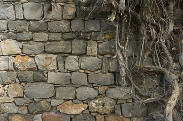 background of ancient wall and roots