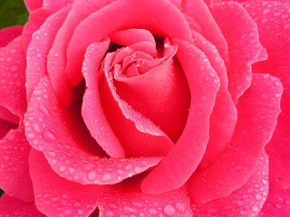 pink rose and raindrops