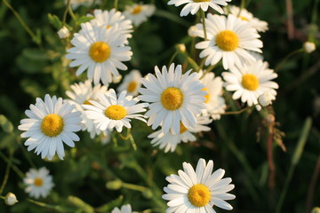 daisies