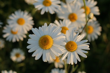 daisies