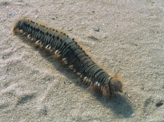 caterpillar