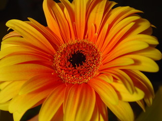 gerbera