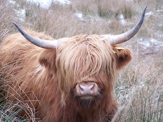 highlands cow