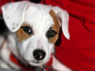 kleiner jack russell