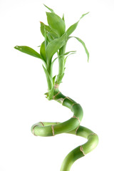 lucky bamboo