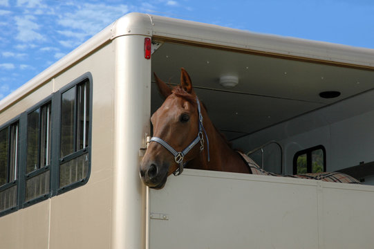 Fototapeta horse in the trailer