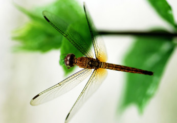 dragonfly