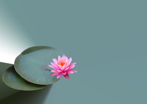 seerose zum beschriften