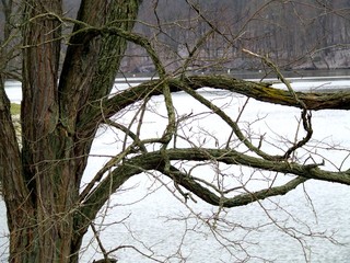 winter branches