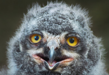 Obraz premium baby owl