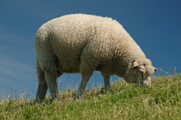 sheep