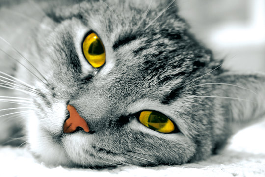 eyes of love