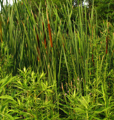 Obraz premium cattails