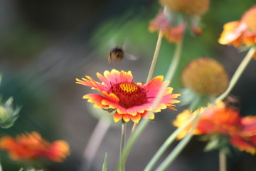 bumblebee