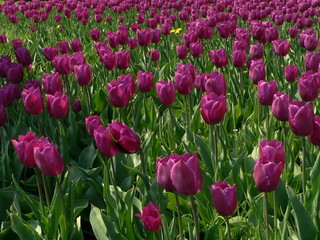 Fototapeta premium tulips glade
