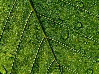Fototapeta na wymiar leaf with drop
