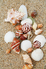 shells