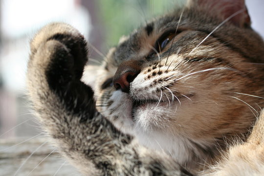 cat