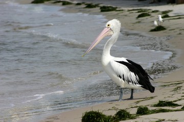 pelican on beach