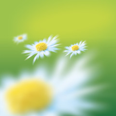 daisies