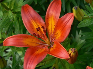Fototapeta premium red lily