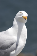 mouette curieuse à la pointe de pen-hir © Rémy Salaün