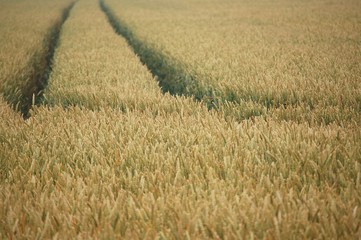 Fototapeta premium spur im feld