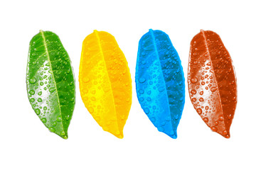 feuilles de quatre couleur - 965907
