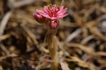 Fototapeta premium sempervivum montanum (joubarbe des montagnes) 0337