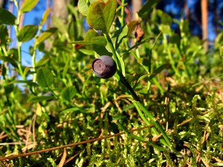 bilberry