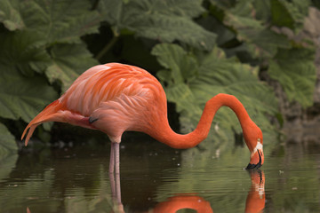 drinking flamingo