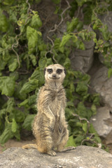 Fototapeta premium meerkat on sentry duty