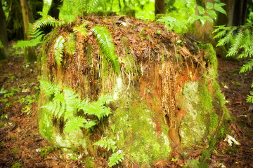 old growth