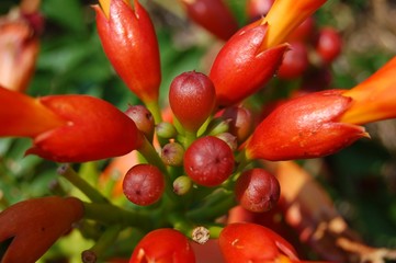 flower buds