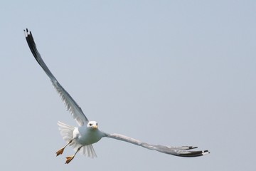 royal seagull