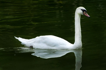 Naklejka premium swan