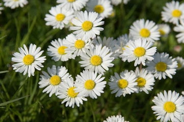 Fototapeta premium quelques fleurs