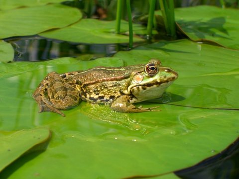 frosch