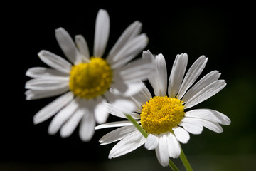Fototapeta premium camomile field