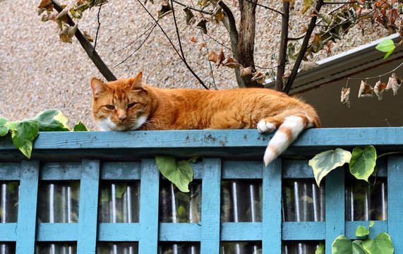 Cat On Blue Fence