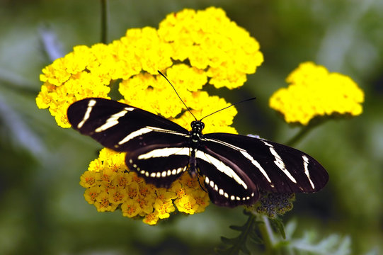 zibra colored butterfly on flower