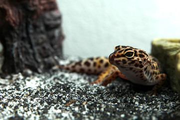 leopard gecko eyes