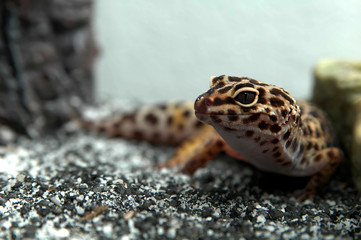 leopard gecko