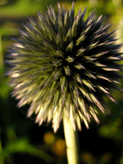 spiked flower