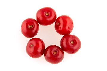 morello cherry circle
