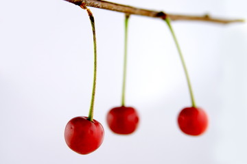 morello cherry dof