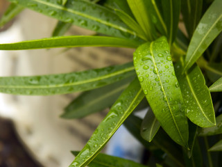 oleander (nerium oleander)