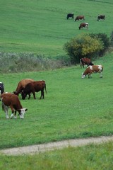 cattle-run